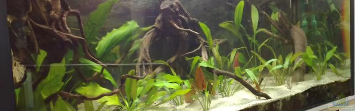 Becken 3700 von Dominic Täuber