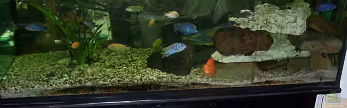 Becken 3705 von Ingo Niehoff