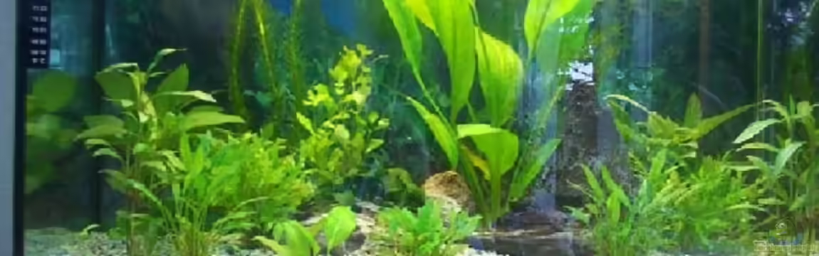 Becken 3708 von Rolf Brandt