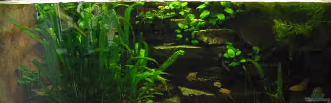 Becken 3709 von Thomas Röckemann