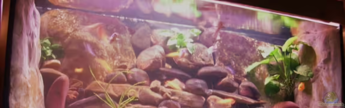 Becken 3720 von Karl-Heinz Krings