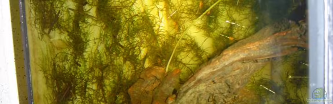 Becken 3724 von Maik Husham