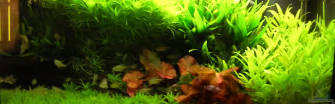 Becken 3739 von Sascha Finke