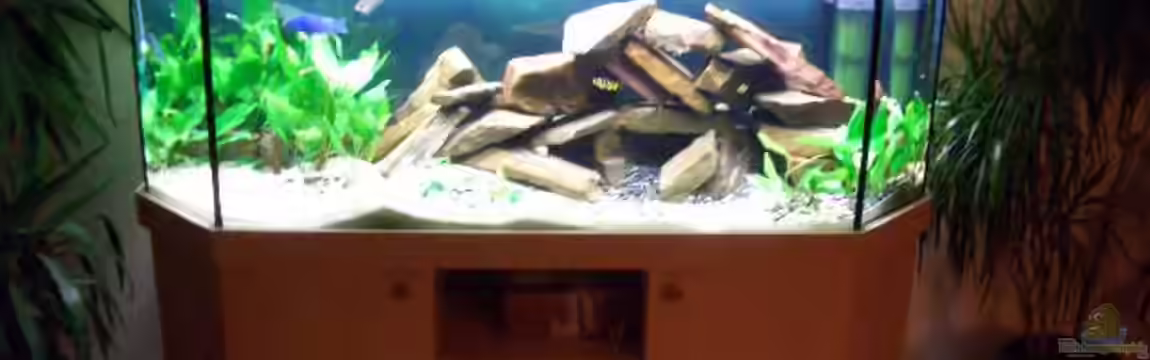 Becken 374 von Marco Arens