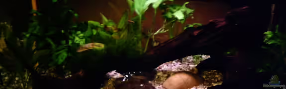 Becken 3741 von Sascha Behrends