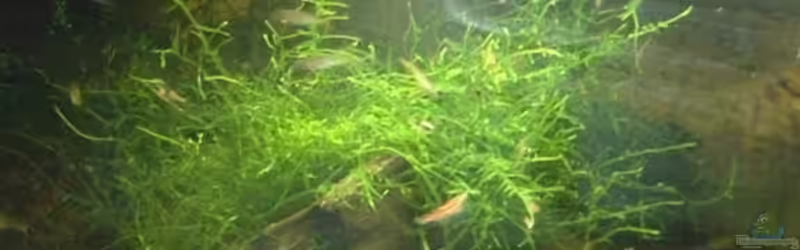 Becken 3742 von Sebastian H.2