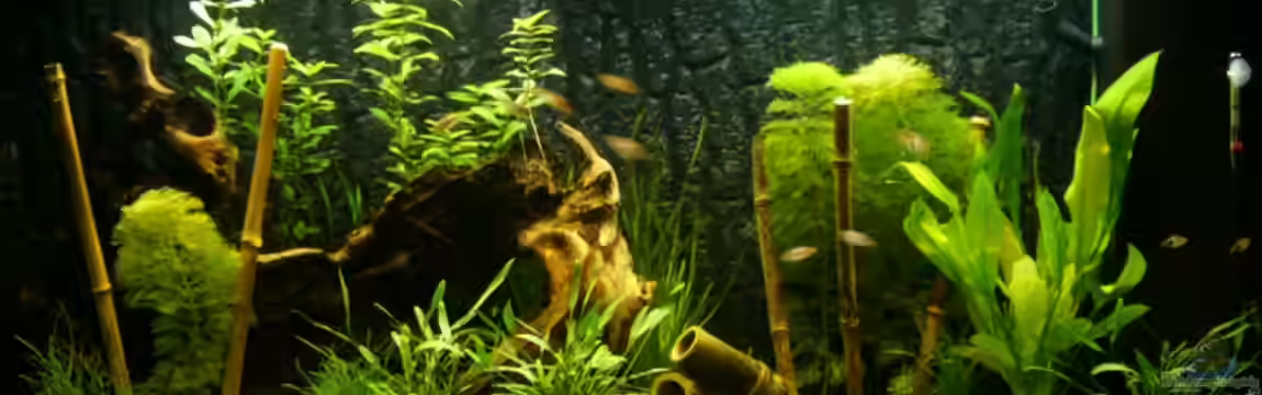 Becken 3745 von Reto Strobel