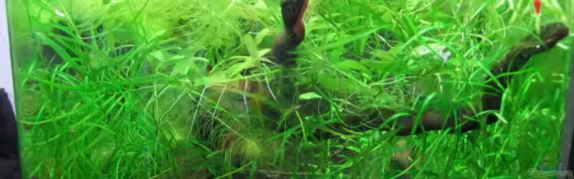 Becken 3748 von Herbst.Sturm