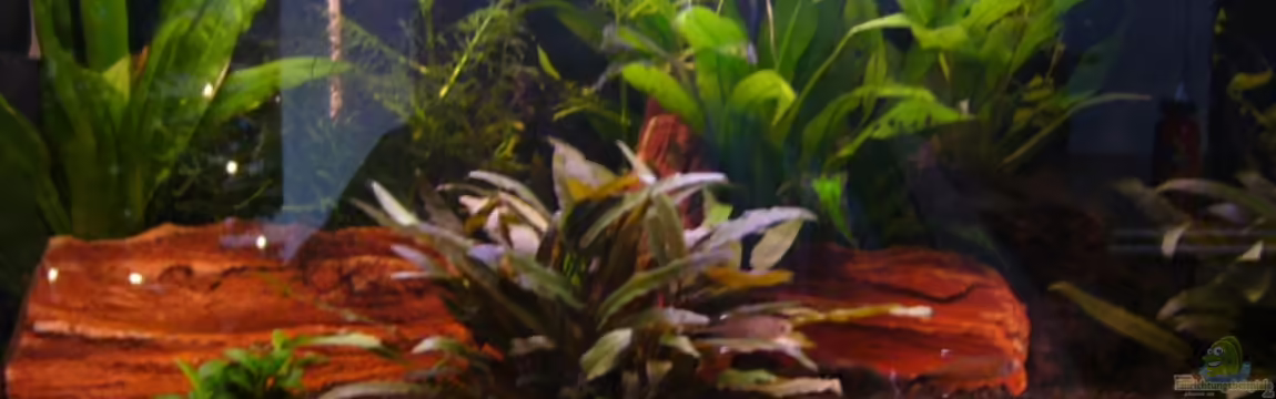 Becken 3754 von Michael Hodina