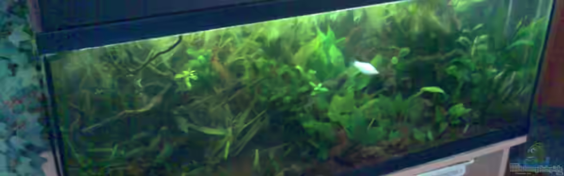 Becken 3777 von Nico Nowotny