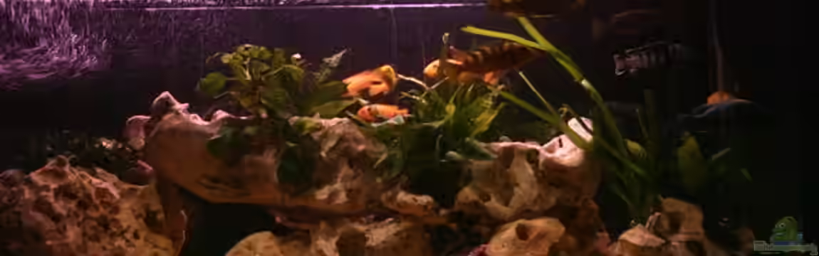 Becken 3778 von Philipp Clodt