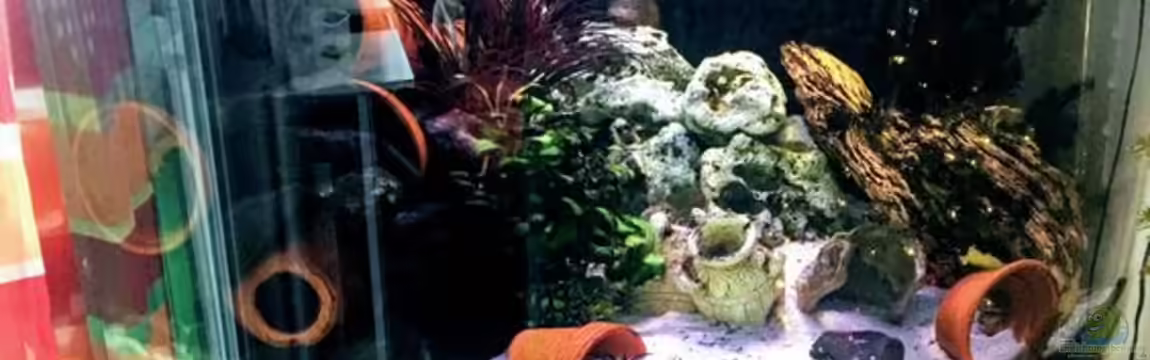 Becken 37787 von Tabea Frey