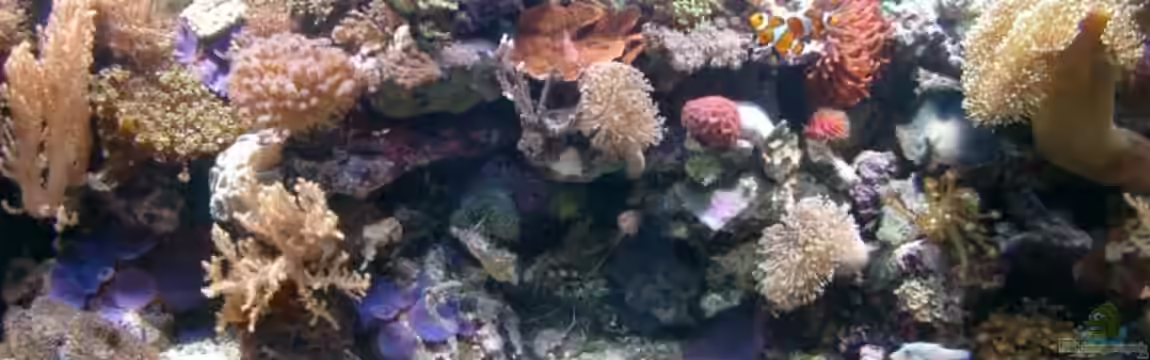 Becken 3782 von Enrico