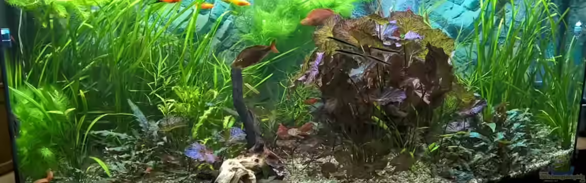 Becken 37845 von Bärli