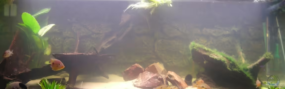 Becken 3800 von Christopher Walla