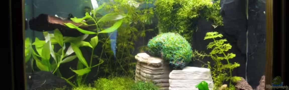 Becken 3801 von Heinz Sommer