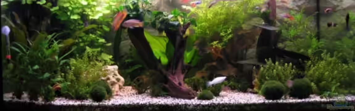 Becken 3811 von Monika Maier