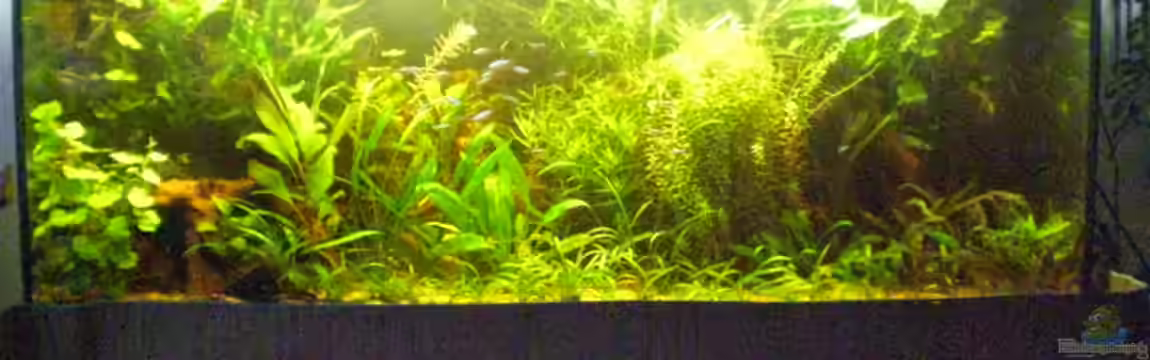 Becken 3818 von Falko Timper