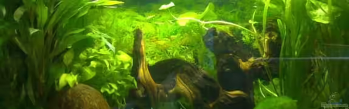 Becken 3825 von Patrick Block