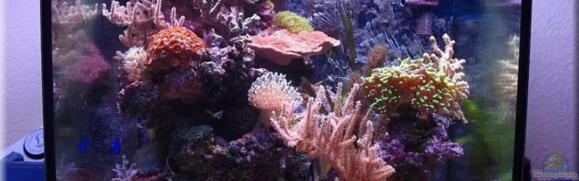 Becken 3826 von Petra Kallmeyer