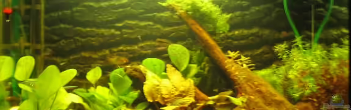 Becken 3847 von Britta Schneider