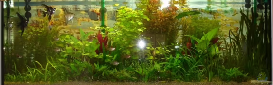 Becken 3870 von Nico Schunter