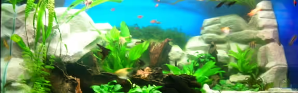 Becken 3893 von Thomas Pirner