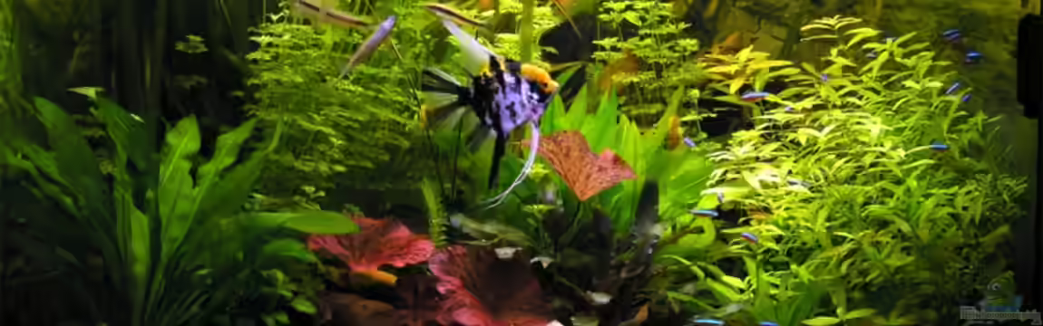 Becken 3909 von Fossybear