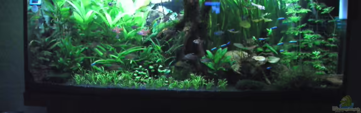 Becken 3918 von Thomas Fehlberg