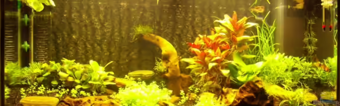 Becken 3922 von Arjen de Boer