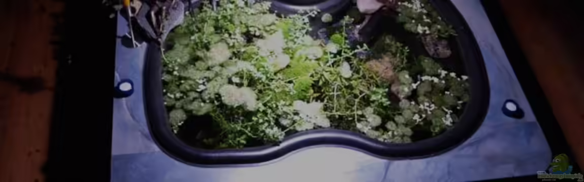 Becken 3923 von Timo Lorenz