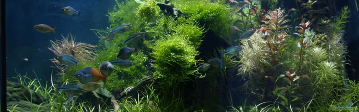 Becken 3938 von Herbert Lukes