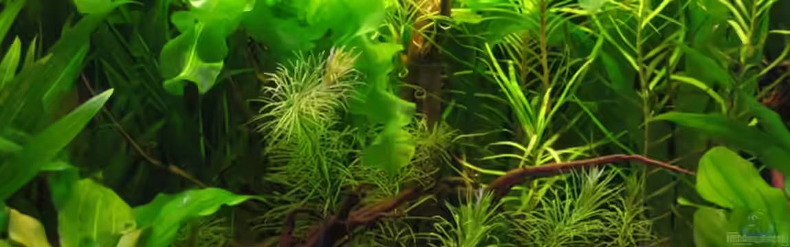 Becken 3946 von Stefan Roos