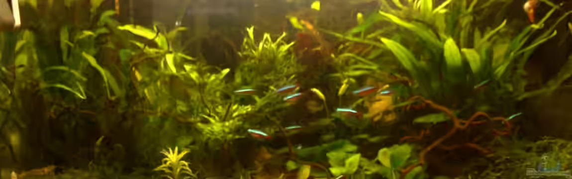 Becken 3956 von Marc Joist