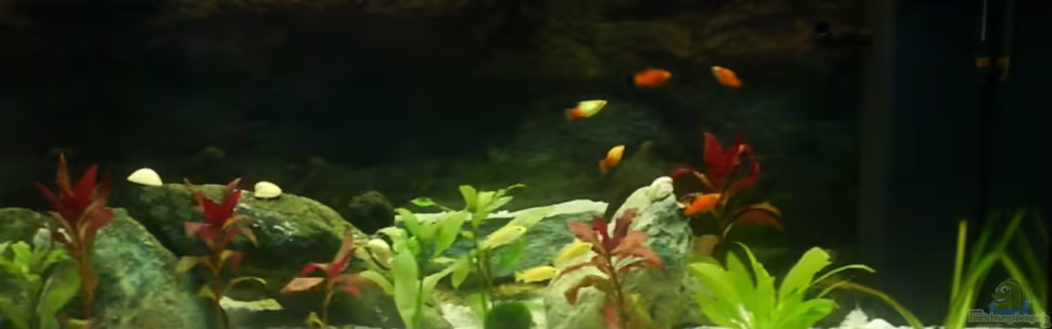 Becken 3966 von Michael Weyerts