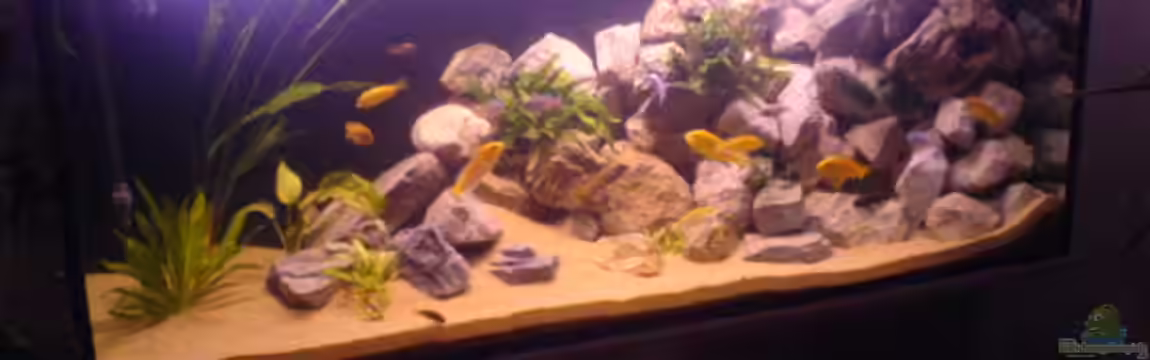 Becken 3979 von Cindy Laumer