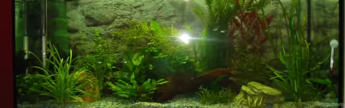 Becken 3982 von Pamela Niemeyer