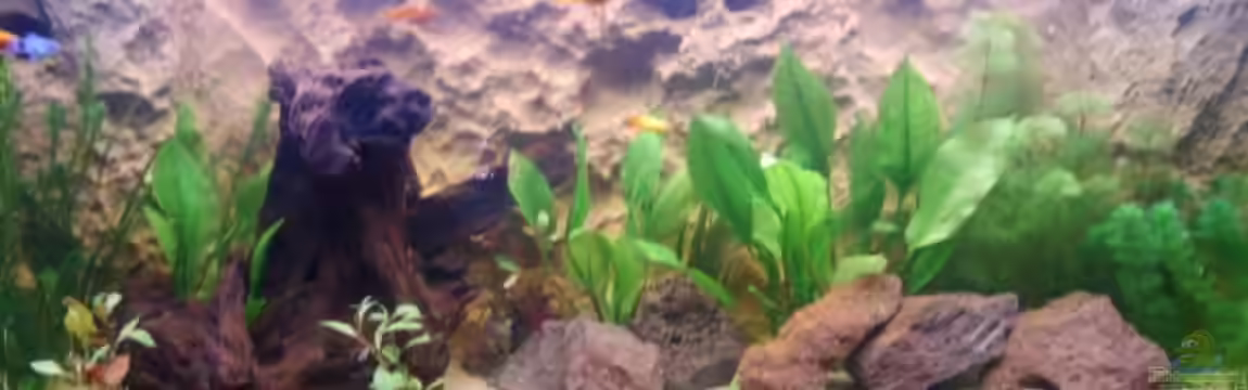 Becken 3988 von Adrian Vissers