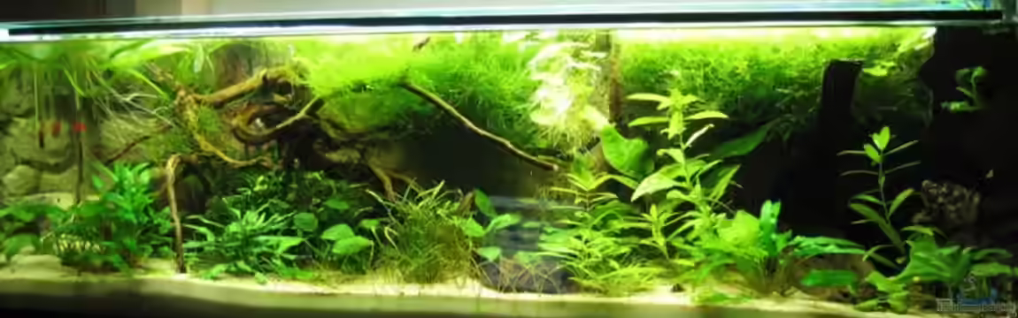 Becken 4000 von Gerrit Buck