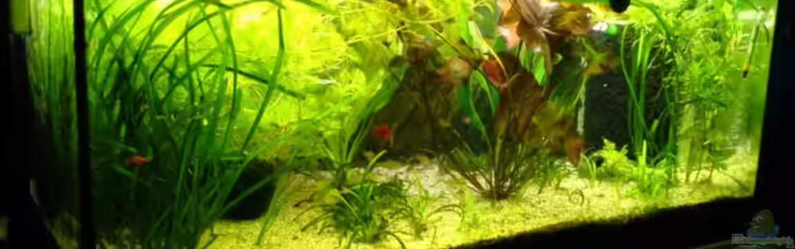 Becken 4004 von Stefan R.