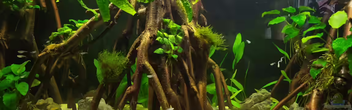 Becken 40775 von vauen