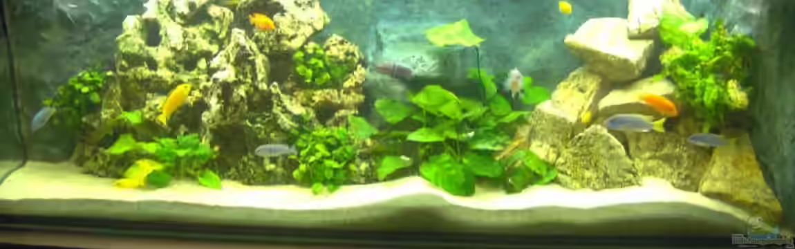 Becken 4080 von Leif Mahlerwein