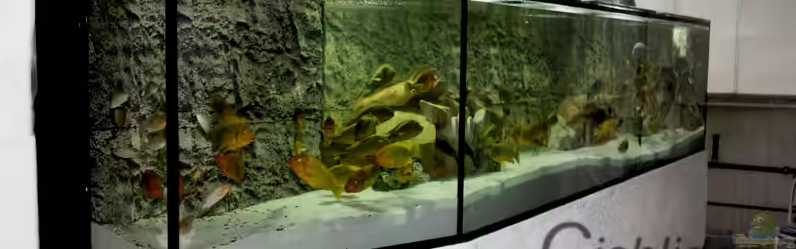 Becken 410 von Cichlidenland