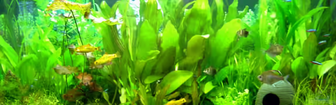 Becken 4103 von Franziska Pfeiffer