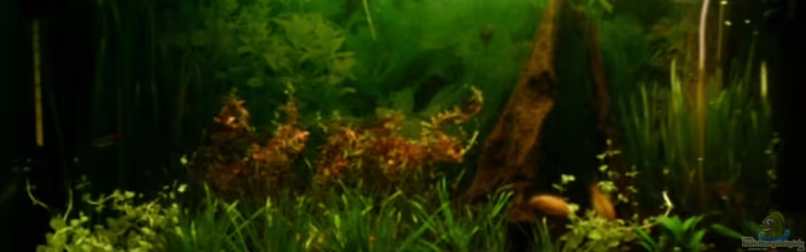 Becken 4106 von Nicole Helal