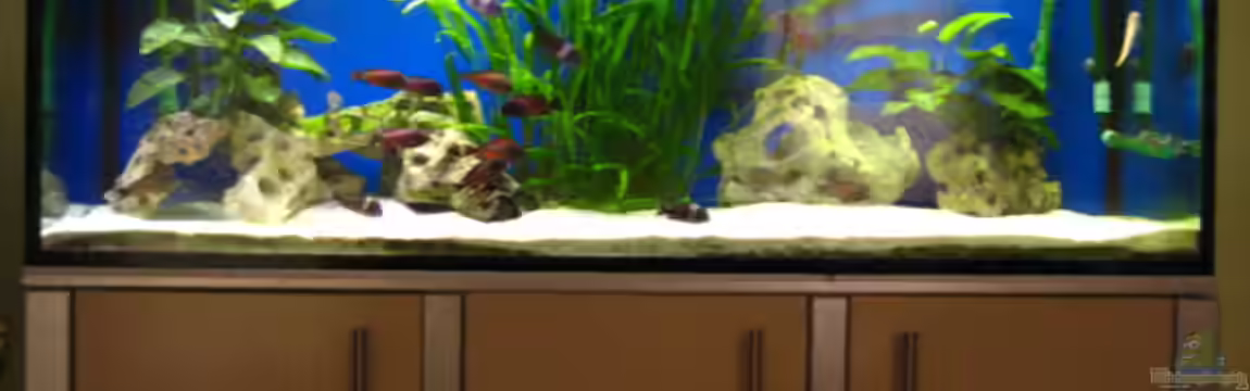 Becken 4130 von Gordon Gewiese