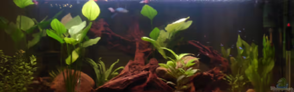 Becken 4136 von Christian Santner