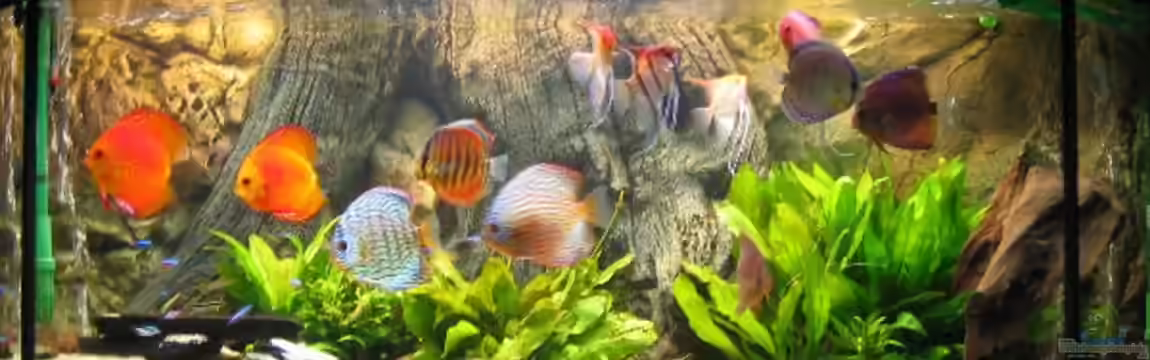 Becken 4158 von Friedrich Straßl