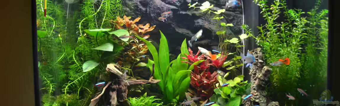 Becken 41596 von DonTango