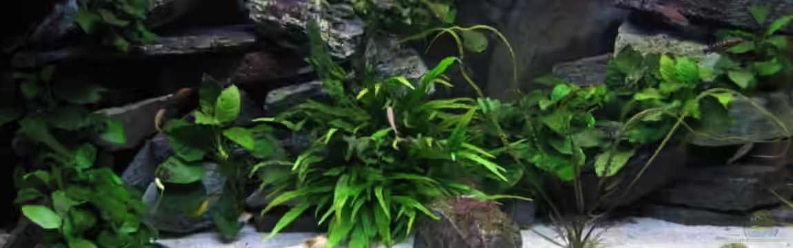 Becken 4160 von Marco Hunziker